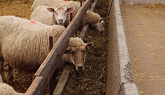 6 Steps For Successful OUT-OF-SEASON Breeding in Sheep