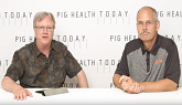Reducing stress can aid pig health, p...