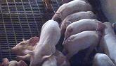 Pigs and pig feeders: the situation in Ontario nurseries and finishing barns