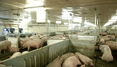 Maple Leaf Foods’ Advanced Open Sow Housing System and Transportation Upgrades