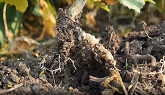 Clubroot Management - Overview
