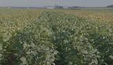 Exploring the future of NK soybeans i...