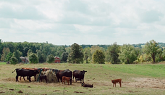 Opportunity to experience beef farming in Ontario