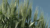 Winter Wheat Outlook