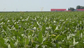 Looking at the future of NK soybeans in eastern Canada
