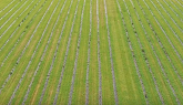 Can drones save potato farms from cli...