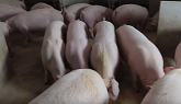 Floor feeding gestating sows: advantages and disadvantages