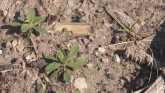 Ag Minute - Soil-Applied Herbicides