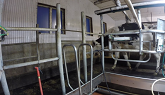 Milking cows in a double 6 parlour Canadian Dairy Farm
