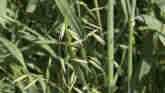 Weed of the Week - Wild Oats
