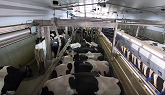 Milking Cows in Brand New Parlour!