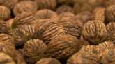 Missouri is the Epicenter for a Native North American Wild Crop - Black Walnuts