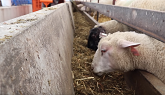 How We Feed Sheep