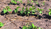 Growing Soybeans in 2020