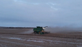 Harvesting Chickpeas in the Snow - Uncut