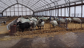 Wind Damage To Our Sheep Barn (WHILE ...
