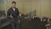 Daily Chores-Nursery Pig Care