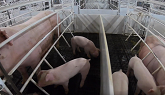 Effects of Summer Heat on Lactating Sow Intakes