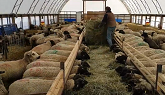 Feeding Hay to Lactating Ewes & Lambs