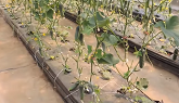 PRUNING TRELLISED CUCUMBER PLANTS FOR BEST PRODUCTION