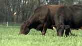 Cow-Calf Corner - Wheat pasture & Protein