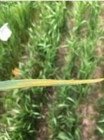 Effectively Managing Stripe Rust