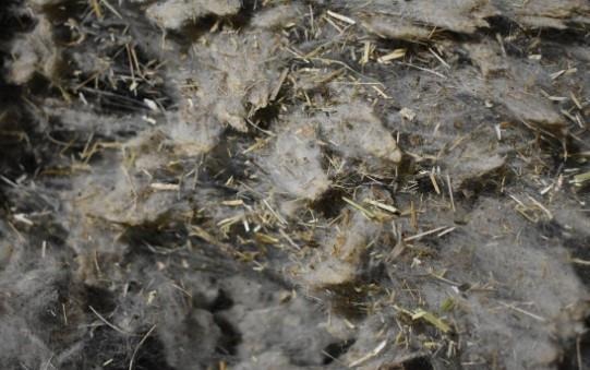 Fleece of sheep wool with visible plant matter throughout.