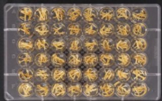 Assay plate of “hairy roots” that may be used to develop improved varieties of citrus and other plants. (Texas A&M AgriLife photo)