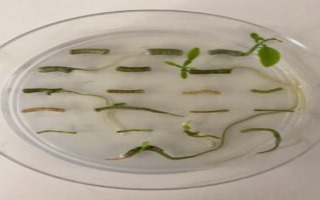 Citrus plant regeneration from hairy roots. (Texas A&M AgriLife pho
