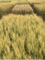 Effectively Managing Stripe Rust