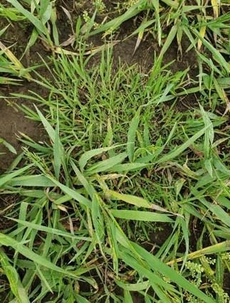 Figure 2. Tumble windmillgrass growing in a thin stand of smooth bromegrass. Photo by Sarah Lancaster, K-State Research and Extension.