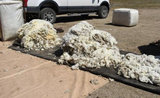A pile of sheep fleeces ready for sorting.