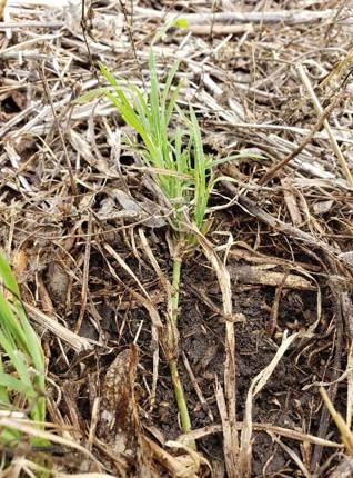 Figure 3. Tumble windmillgrass rhizomes in a no-till field. Photo by Sarah Lancaster, K-State Research and Extension.