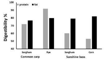Fig. 1: A comparison between sorghum and corn and rye nutrient digestibility in common carp and sunshine bass. Adapted from the original.