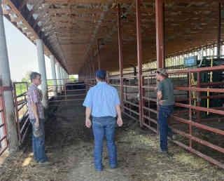 What are alternative forage options for beef cattle producers during a  drought?, Illinois Extension