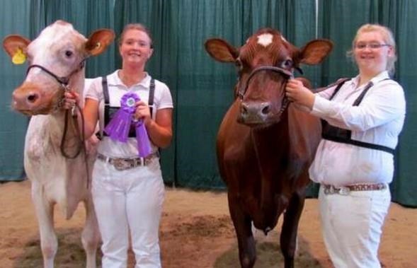 History Of Dairy Cow Breeds: Milking Shorthorn