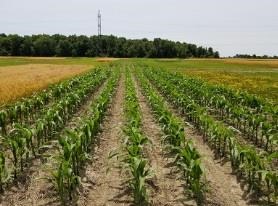 healthy-soil-healthy-farms