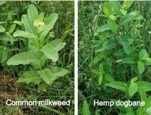 Milkweed and Hemp Dogbane - Who’s Who?