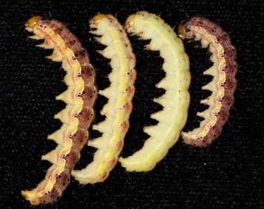 Corn Earworm in Hemp