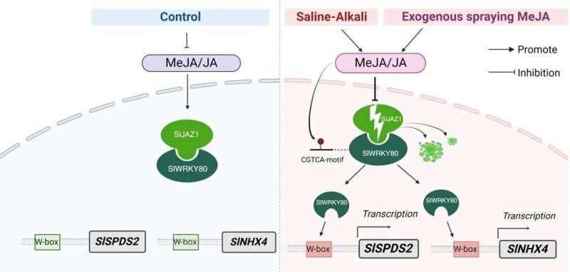 The SlWRKY80 protein directly combines with the promoter of SlSPDS2 and SlNHX4 to positively regulate the transcription of SlSPDS2 and SlNHX4, thereby promoting the synthesis of spermidine and Na+/K+ homeostasis, actively regulating saline-alkali stress.