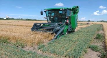 Combine harvest of a spring wheat variety trial