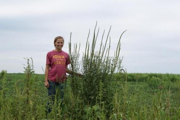 Figure 4. A female Palmer amaranth with multiple, long terminal inflorescences.