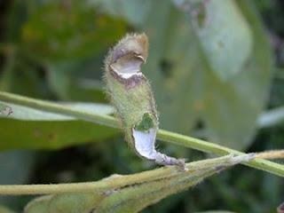 Figure 1. Grasshopper damage on soybean pod. Photo: Kelly Estes, Illinois Natural History Survey