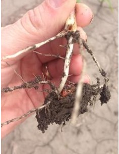 Seedcorn maggots are most commonly found in heavily manured fields or that have had a green manure crop tilled in.