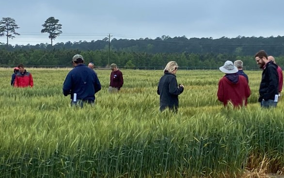 Participants in the Clemson Small Grains Field Day examine varieties grown in the wheat official variety trial (OVT) at the Pee Dee REC near Florence, South Carolina.