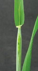 Figure 3. Flag leaf.