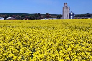 Canola’s bright flowers are pretty, but canola production endangers the Willamette Valley’s important and diverse vegetable seed crop production industry.