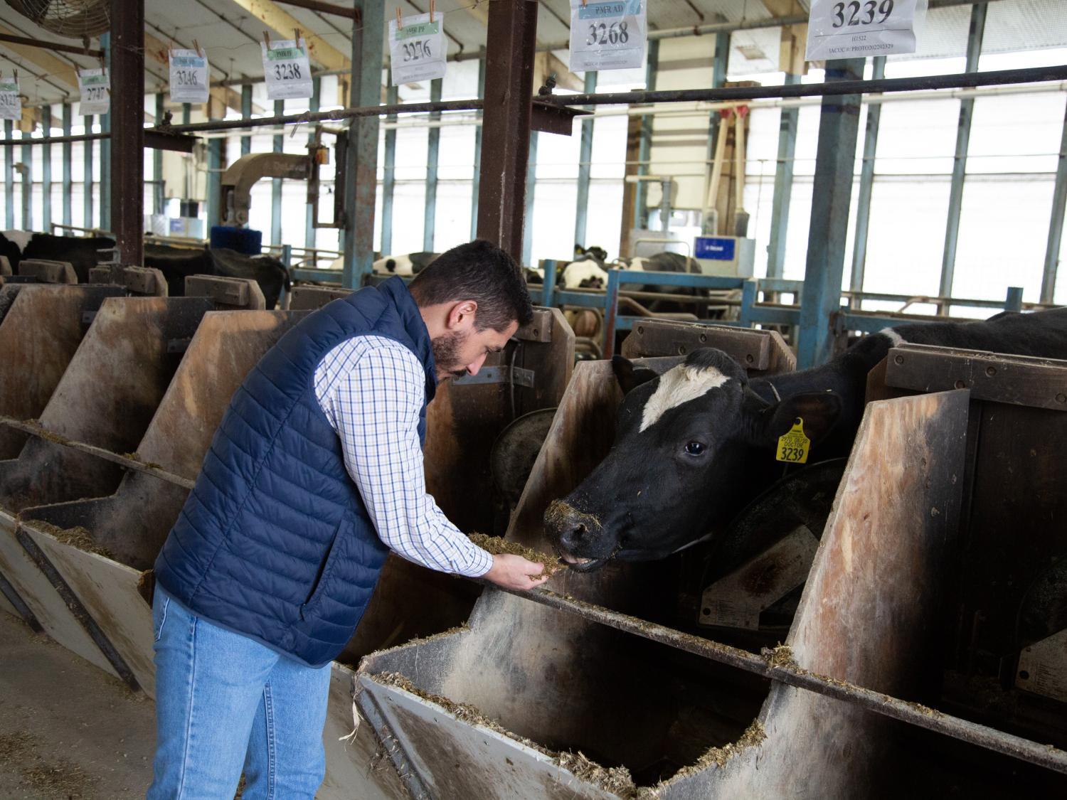 Leoni Martins, a doctoral degree student in the Department of Animal Science and a member of Alex Hristov's research group, pauses with a cow. Over three years, lactating dairy cows at different sites and under varied feed-management conditions will be included in the study