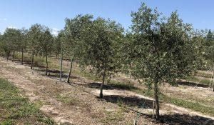 An olive orchard in Wauchula, Florida
