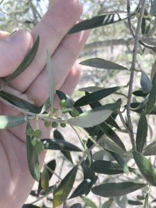 Florida olives on UF/IFAS test trees.